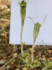 Pterostylis setulosa