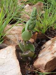 Crassula capitella nodulosa