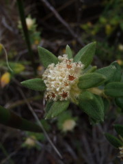 Phylica dioica