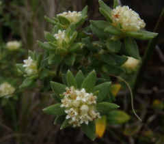 Phylica dioica