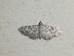 Eupithecia semigraphata