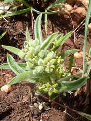 Raphionacme galpinii