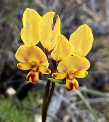 Diuris hazeliae