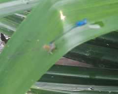 Pseudagrion microcephalum