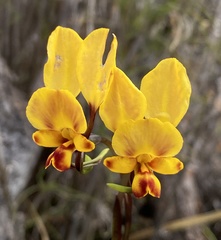 Diuris hazeliae