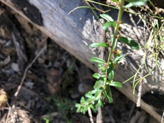 Pultenaea microphylla