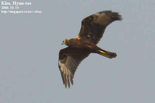 Eastern Marsh Harrier