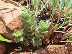 Crassula setulosa setulosa