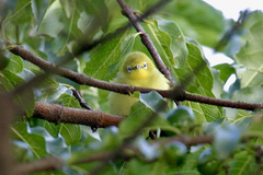 Zosterops anderssoni