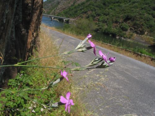 Dianthus laricifolius, photograph 2