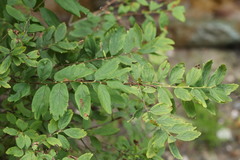 Spiraea media