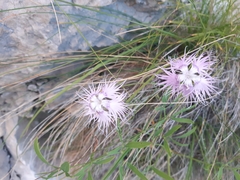 Dianthus sternbergii