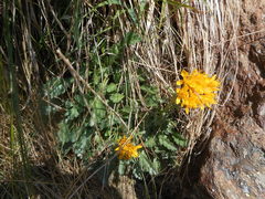 Jacobaea carniolica