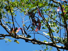 Albizia procera