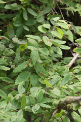 Spiraea media