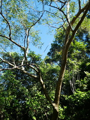 Albizia procera