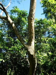 Albizia procera