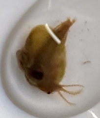 Eulimnadia