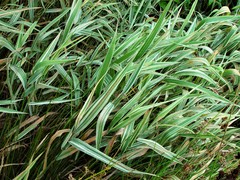 Phalaris arundinacea picta