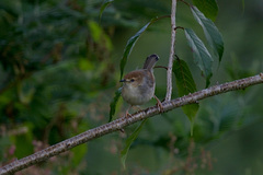 Cisticola cantans
