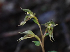 Acianthus sinclairii