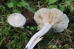 Hygrophorus piceae