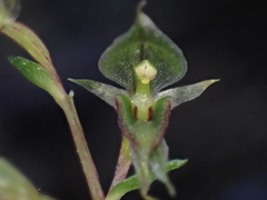 Acianthus sinclairii