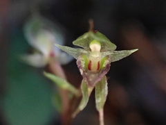 Acianthus sinclairii