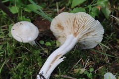 Hygrophorus piceae