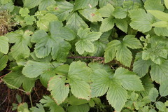 Rubus humulifolius