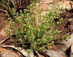 Thesium transvaalense