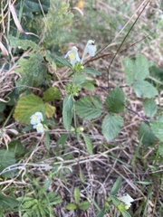 Galeopsis segetum