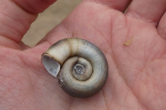 Planorbarius corneus