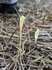 Pterostylis setulosa