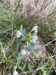 Galeopsis segetum