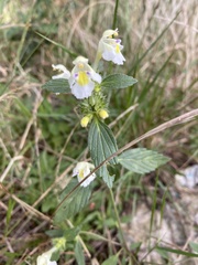 Galeopsis segetum