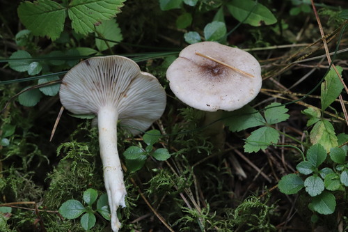 Lactarius uvidus — (c) Nina Filippova, some rights reserved (CC BY)