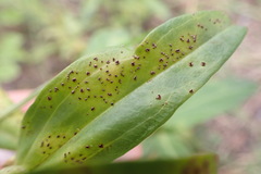 Puccinia gentianae