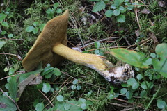 Suillus plorans
