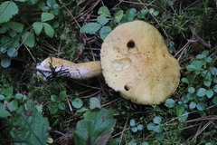 Suillus plorans