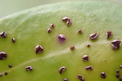 Puccinia gentianae