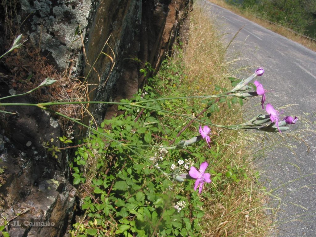 Dianthus laricifolius; photograph author not stated, no rights reserved