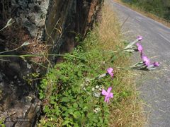 Dianthus laricifolius