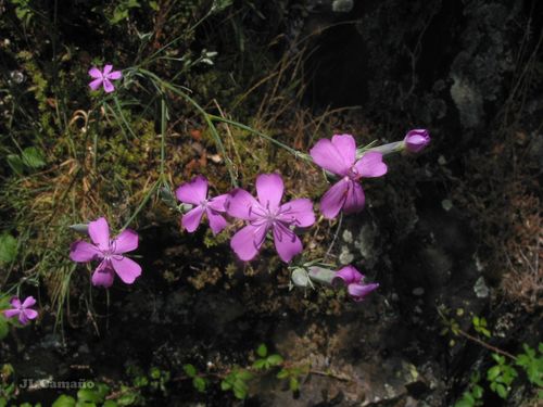 Dianthus laricifolius, photograph 4