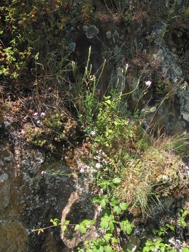 Dianthus laricifolius, photograph 1