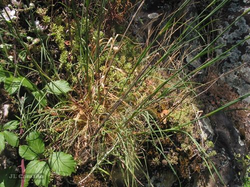 Dianthus laricifolius, photograph 3