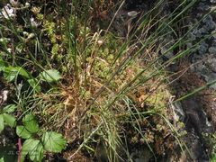 Dianthus laricifolius