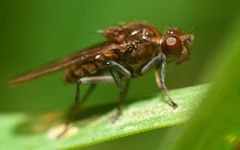 Parydra quadripunctata