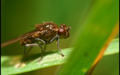 Parydra quadripunctata