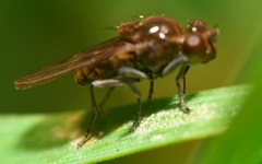 Parydra quadripunctata